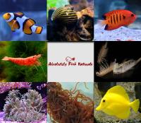 Absolutely Fish Naturals image 2